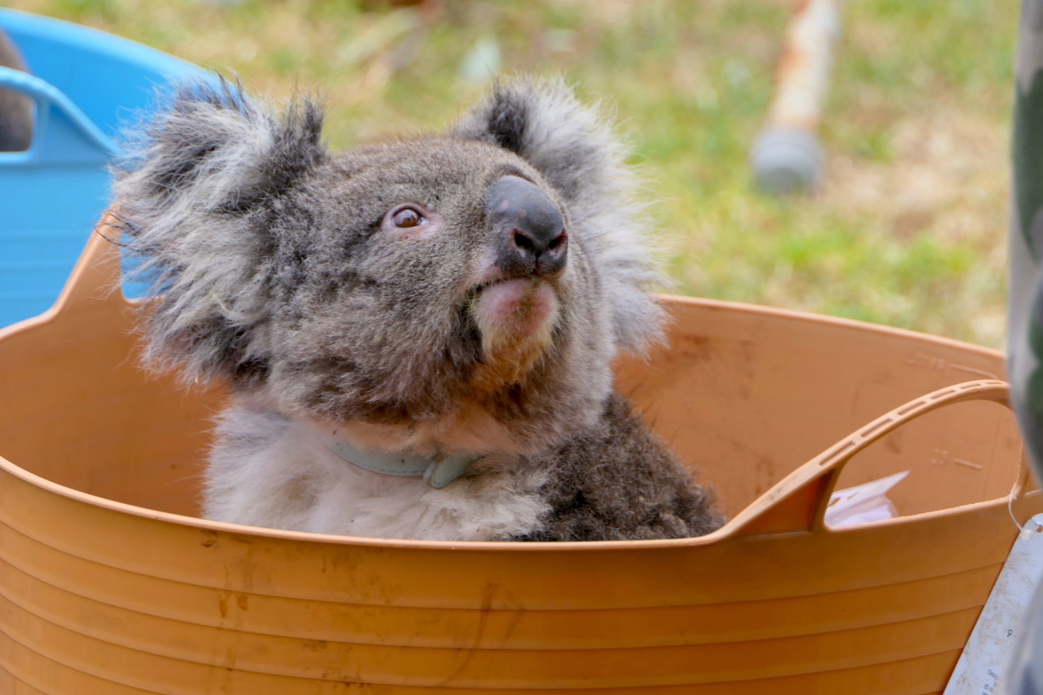 Koala Rescue koala in bucket