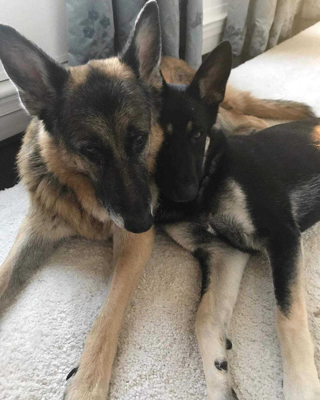 Champ and Major, Joe Biden's dogs