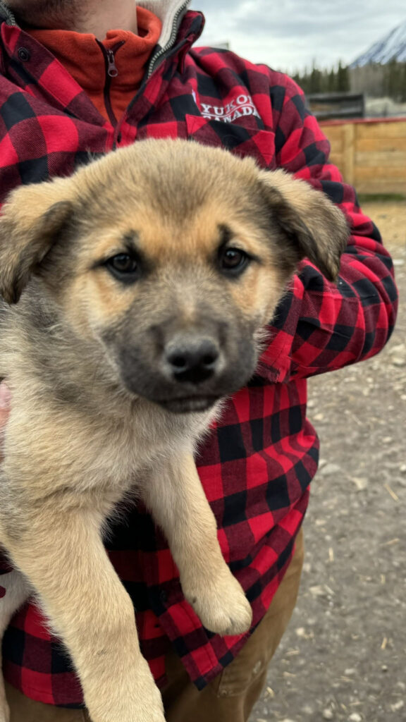 alaska husky puppies