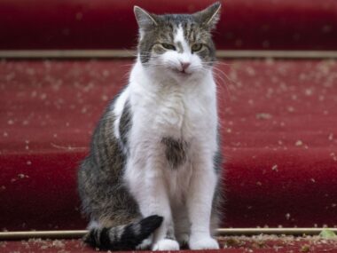 Larry the cat, famous mascot of Downing Street, waits in front of the PM's office during the meeting with British Prime Minister Boris Johnson and Polish President Andrzej Duda in London, United Kingdom on April 07, 2022.