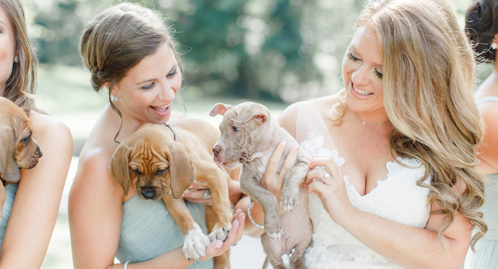 Bride Swapped Flowers for Rescue Puppies on Her Wedding Day
