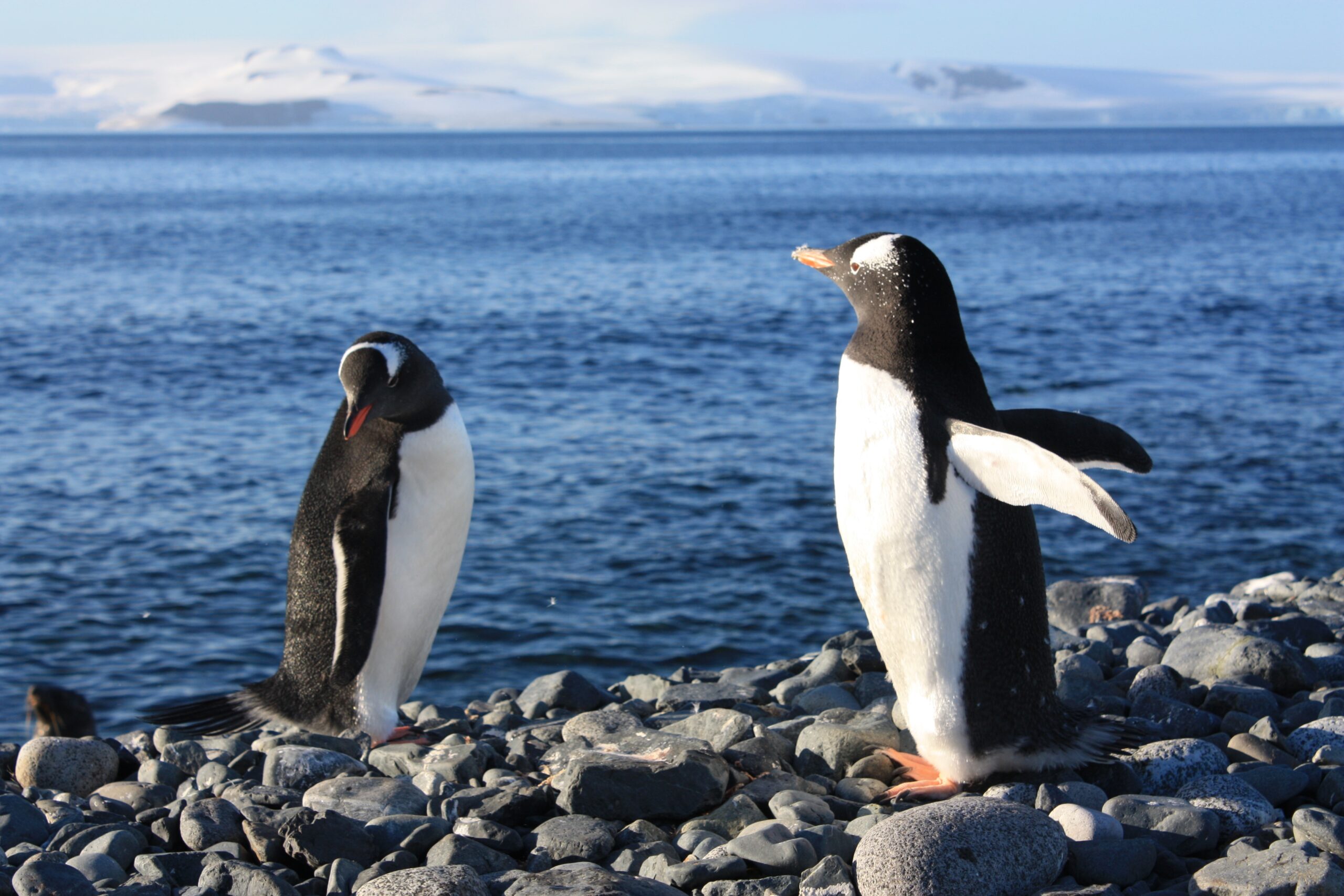 Penguins