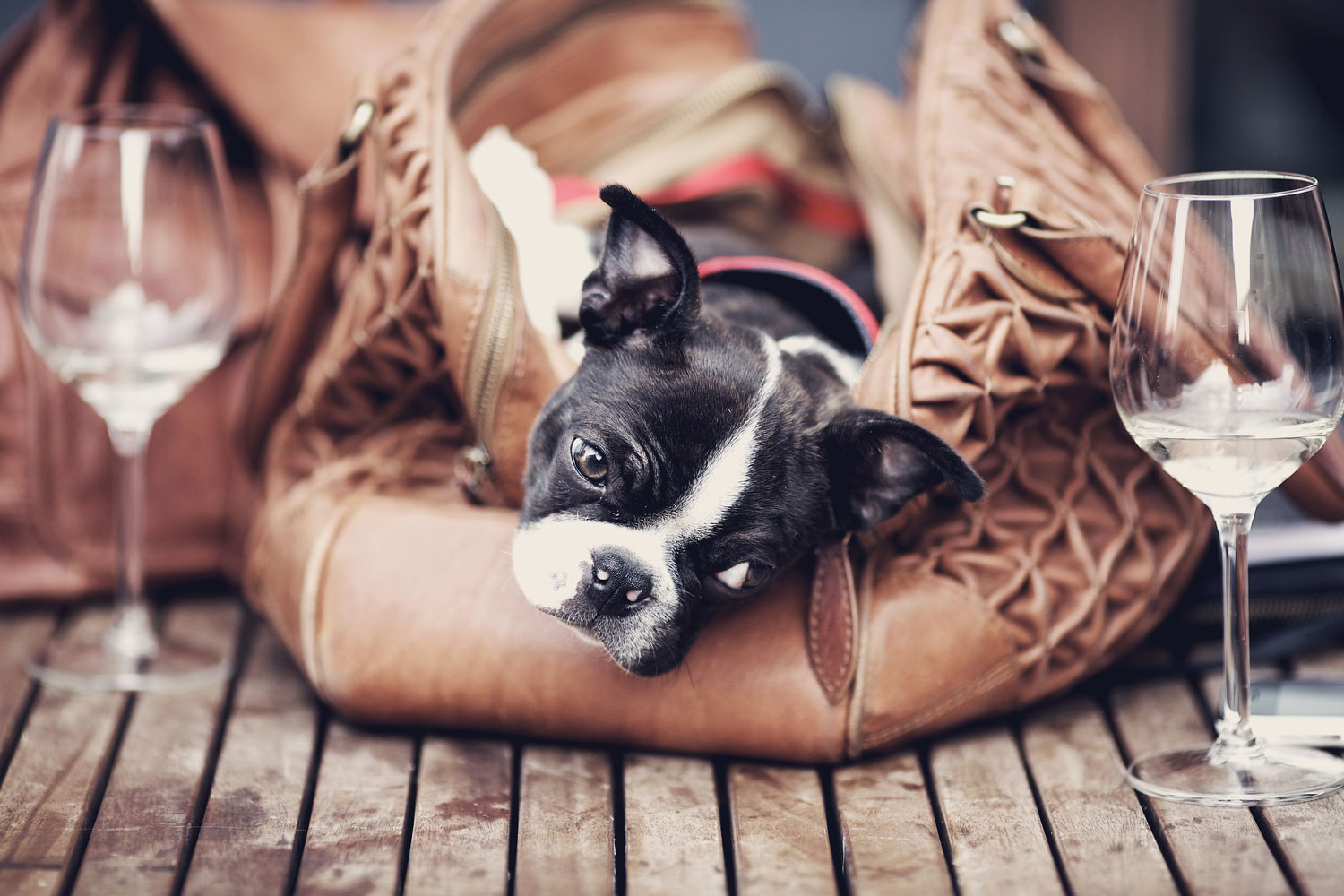 Stop Everything, It’s Drink Wine With Your Dog Day