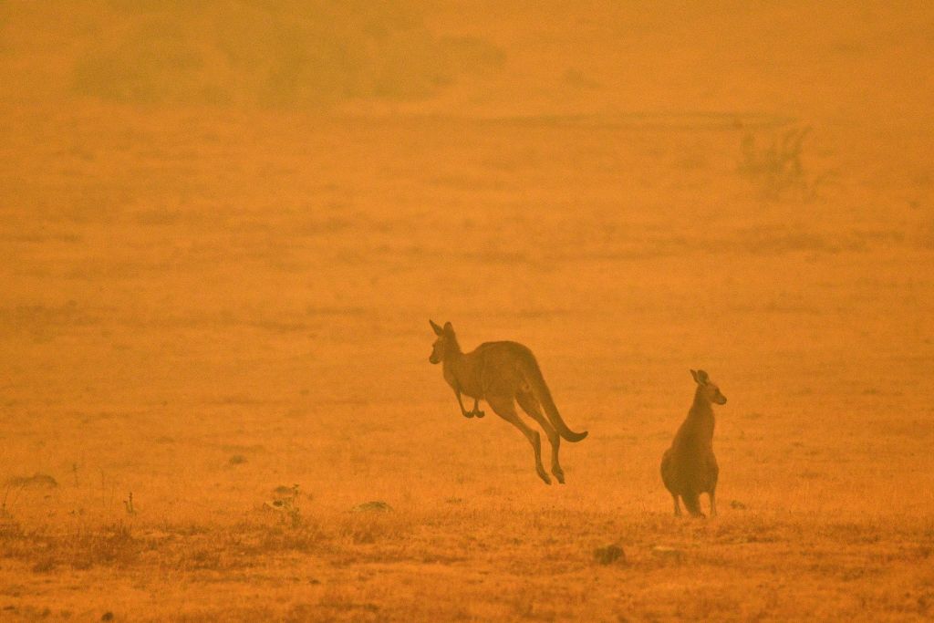 kangaroo bushfires