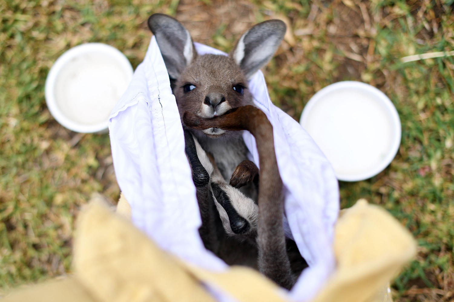 a rescued kangaroo being cared for by volunteers of wildlife rescue group WIRES