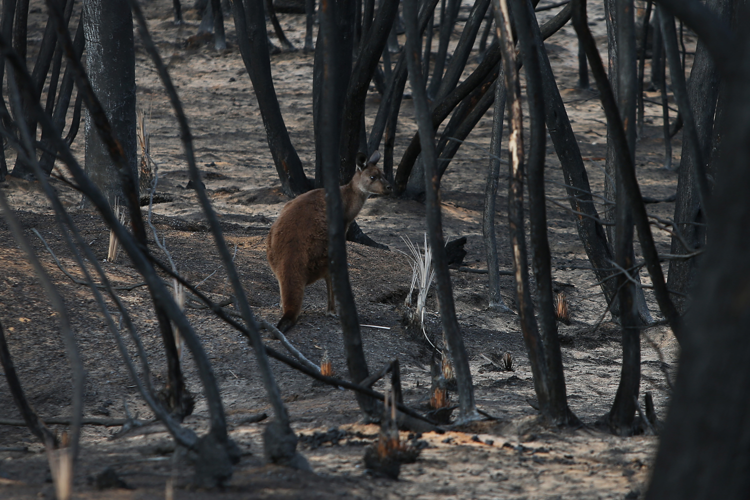 A kangaroo is seen at the edge of the bushfire damaged Flinders Chase National Park on January 12, 2020 on Kangaroo Island.