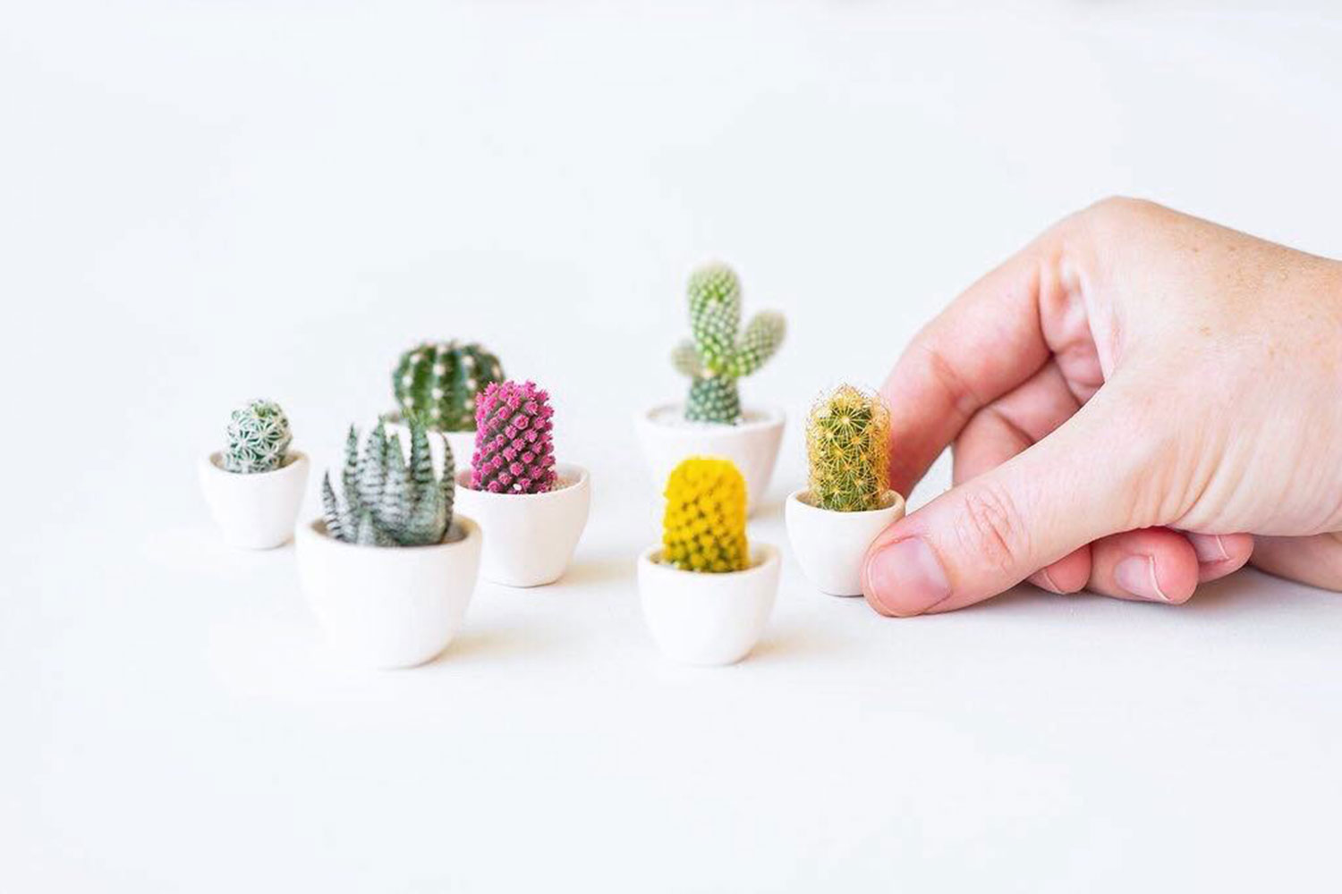 Mini Houseplants Are The Ultimate Stress Reliever For Your Home