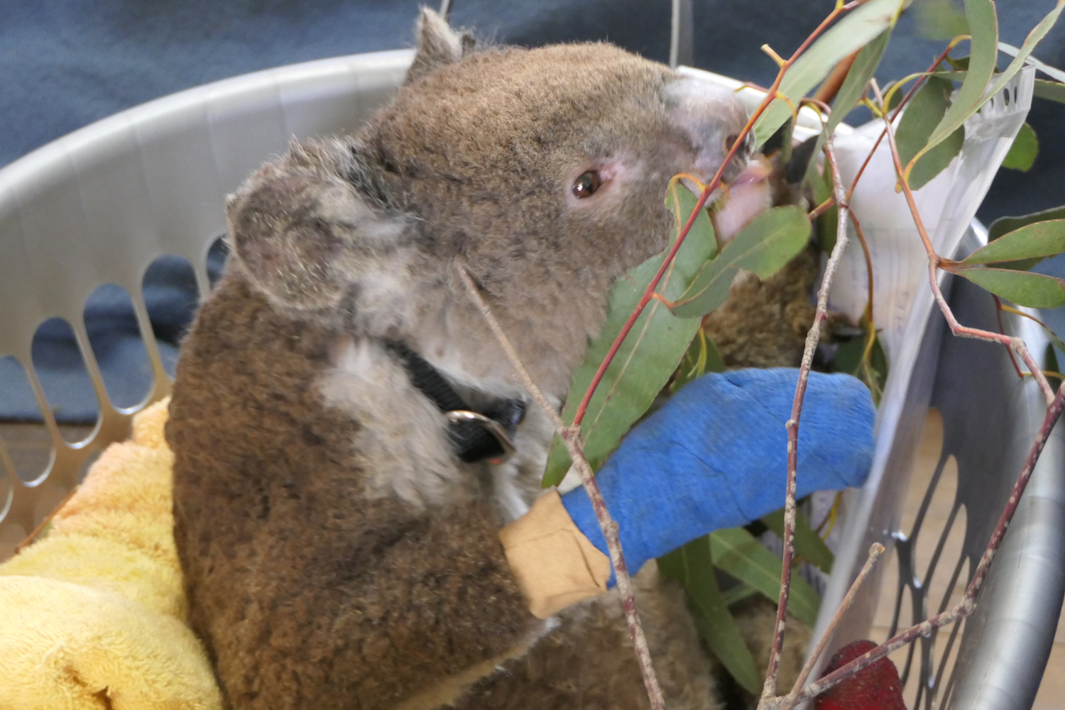 Koala Rescue koala in bucket