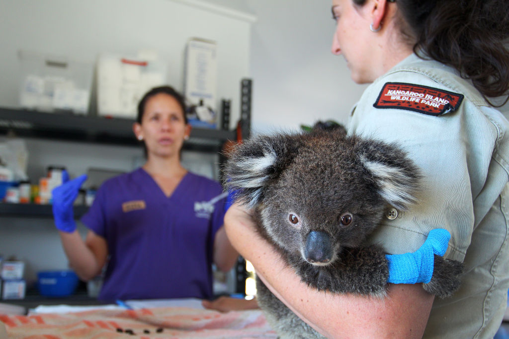 koala kangaroo island