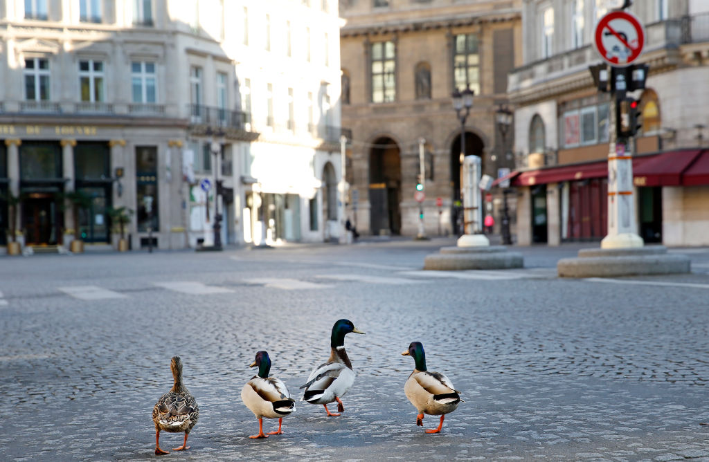 ducks coronavirus pandemic france paris