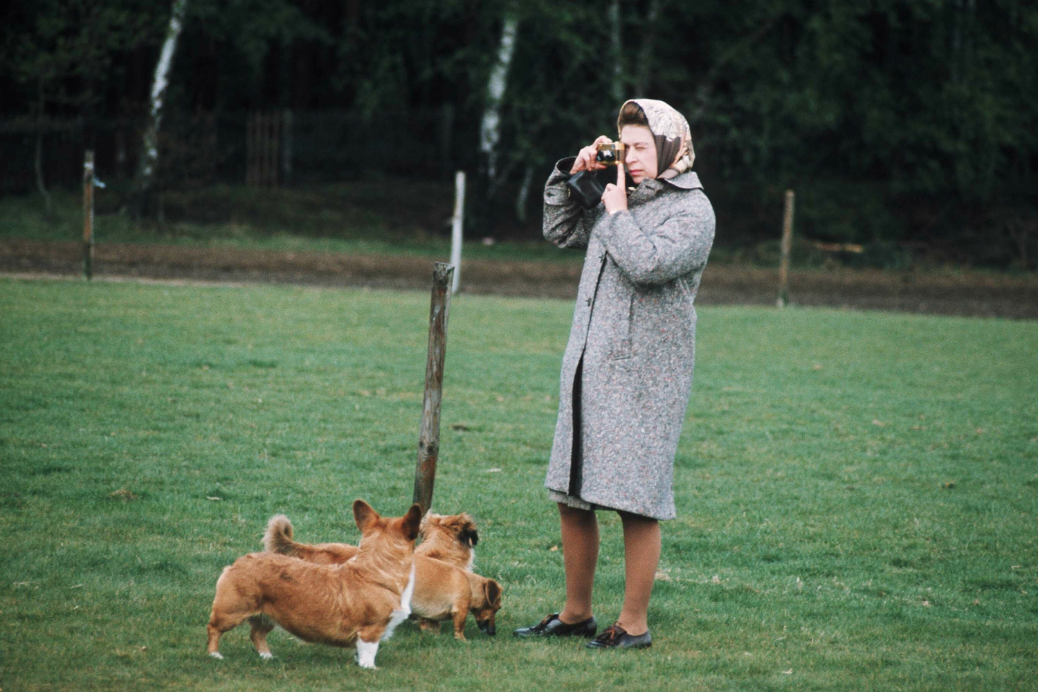 Queen Elizabeth Dogs